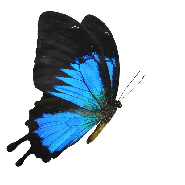 Blauer Schmetterling — Stockfoto