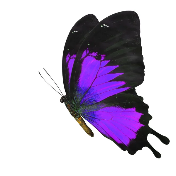 Papillon violet — Photo