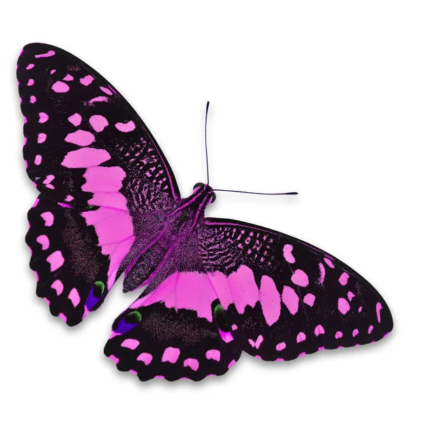 Pink butterfly — Stock Photo, Image