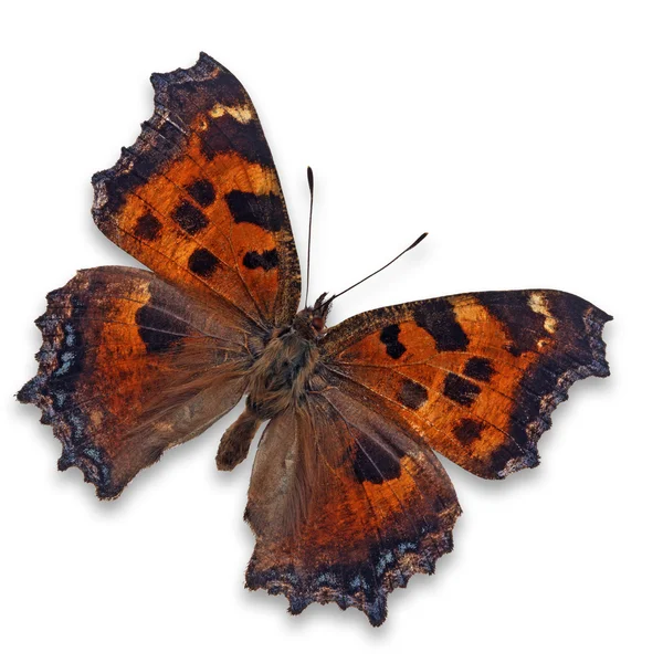 Orangenschmetterling — Stockfoto