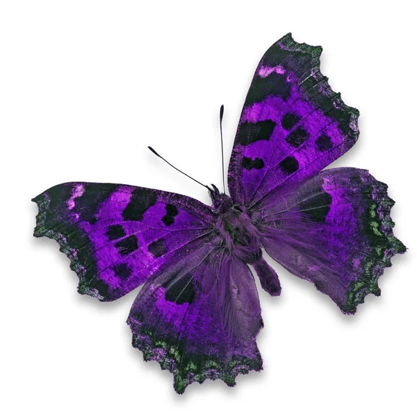 Purple butterfly — Stock Photo, Image