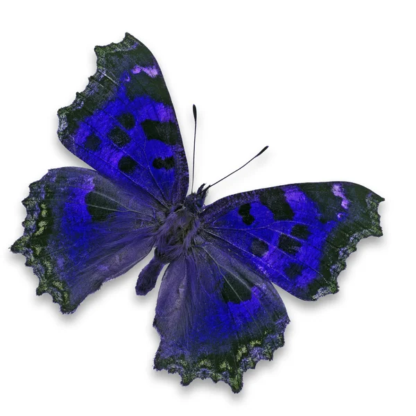 Kék pillangó — Stock Fotó