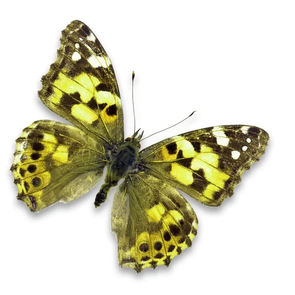 Papillon jaune — Photo