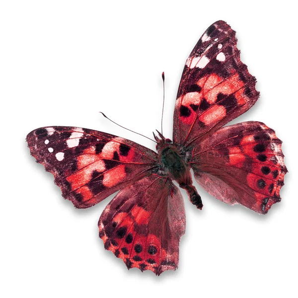 Mariposa roja — Foto de Stock