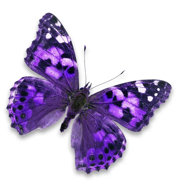 Purple butterfly — Stock Photo, Image