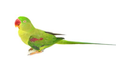 İskenderiye muhabbet kuşu