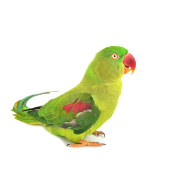 İskenderiye muhabbet kuşu