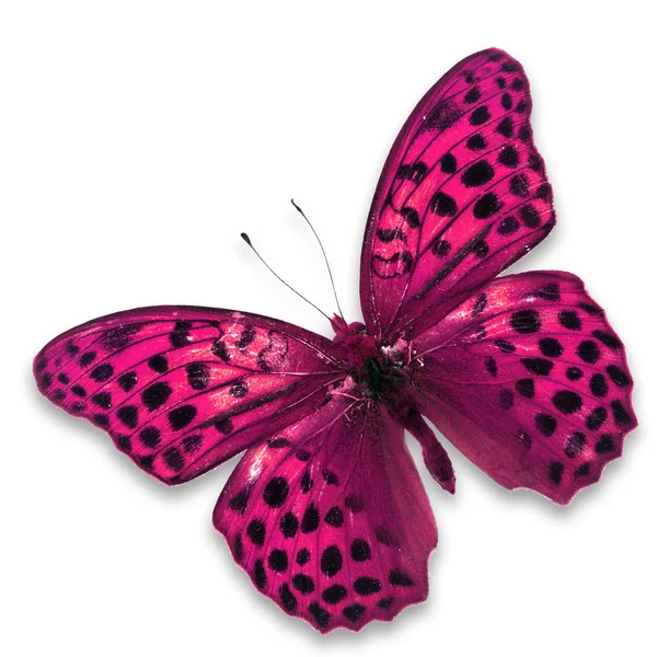 Borboleta rosa — Fotografia de Stock