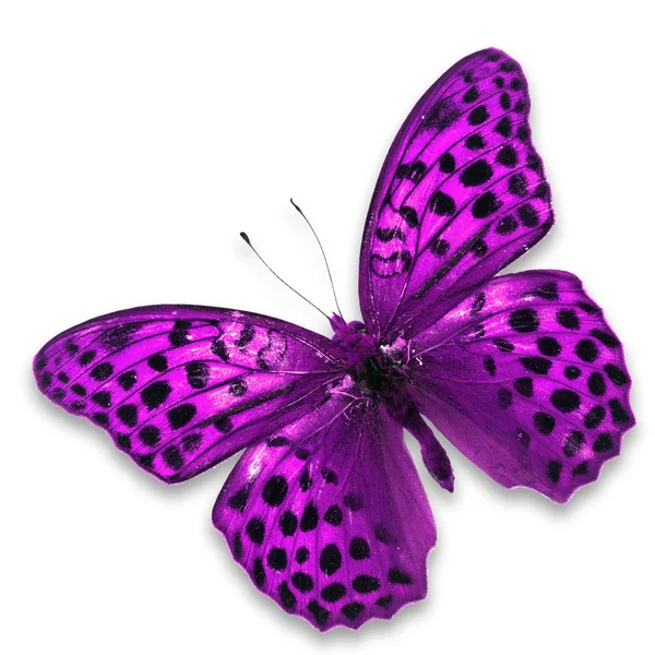 Fioletowy motyl — Zdjęcie stockowe