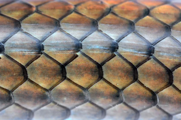 Snakeskin — Stock Photo, Image