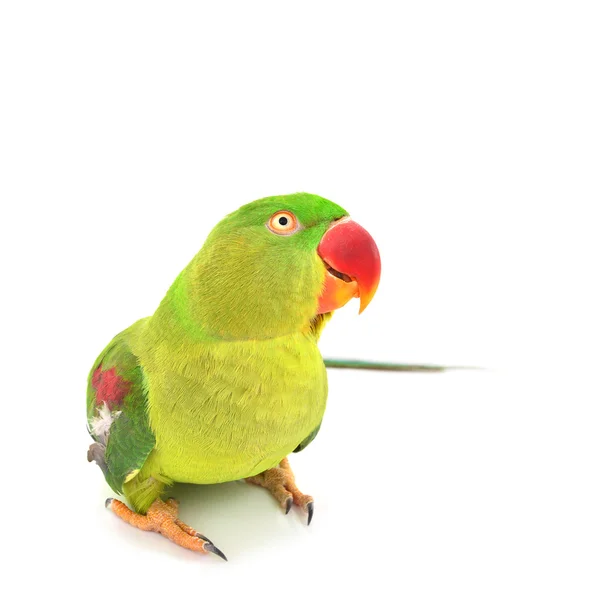 Alexandrine Parakeet bird — Stock Photo, Image