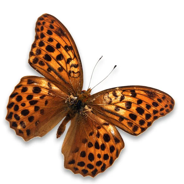 Oranje vlinder — Stockfoto