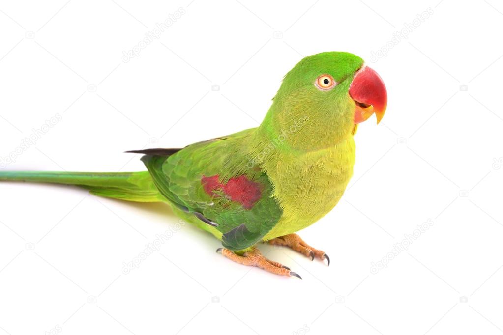 Alexandrine Parakeet bird