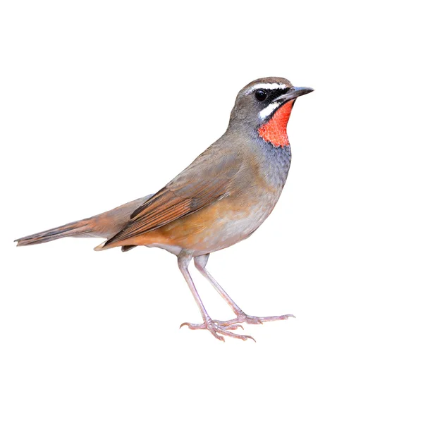 Siberische rubythroat vogel — Stockfoto