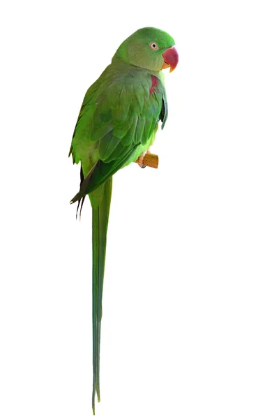 Alexandrine Parakeet bird — Stock Photo, Image