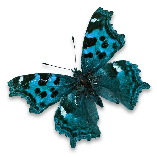 Papillon bleu — Photo