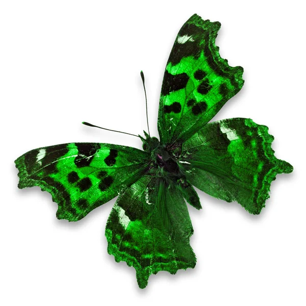 绿色蝴蝶 — 图库照片