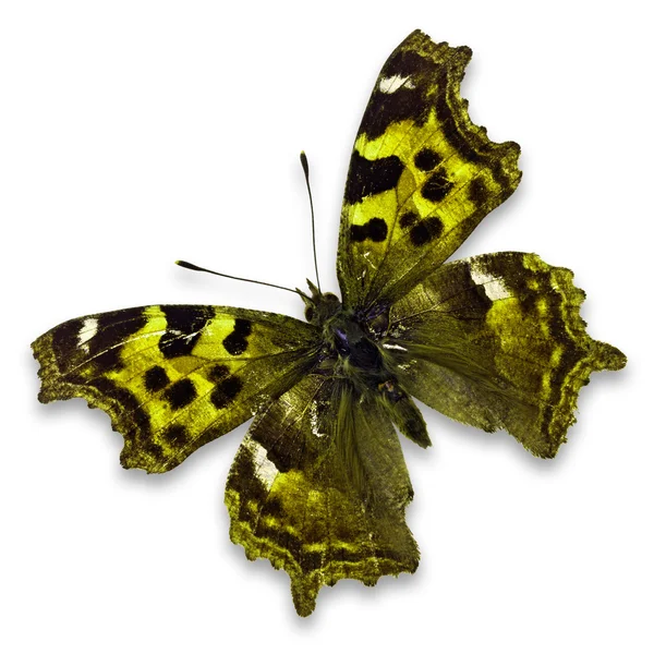 Yellow butterfly — Stock Photo, Image