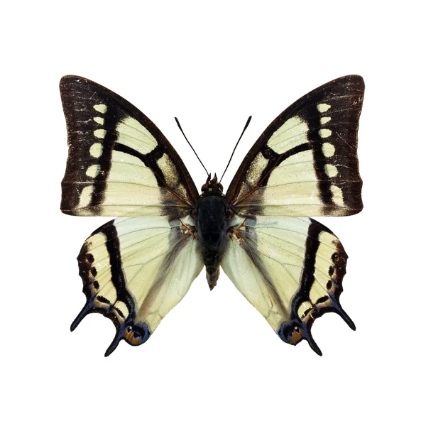 White butterfly — Stock Photo, Image