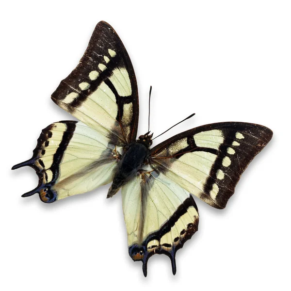 Белая бабочка — стоковое фото