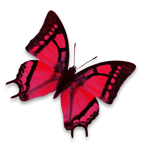 Mariposa roja — Foto de Stock