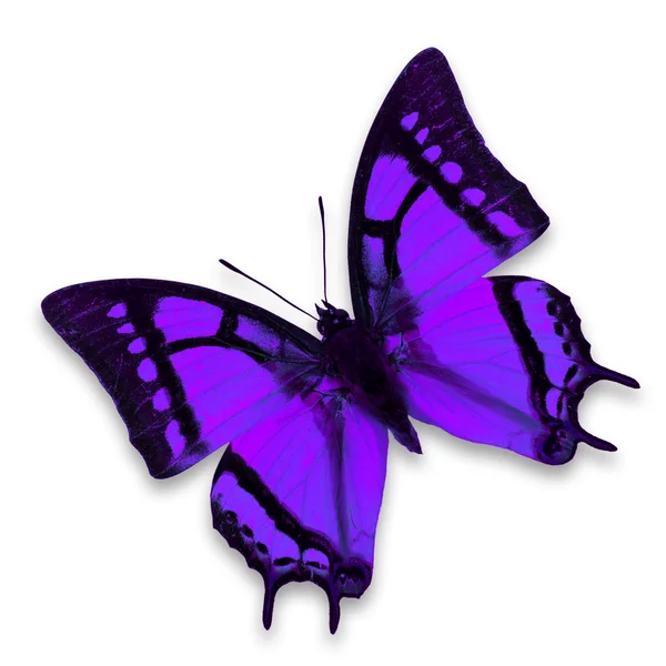 Purple butterfly — Stock Photo, Image