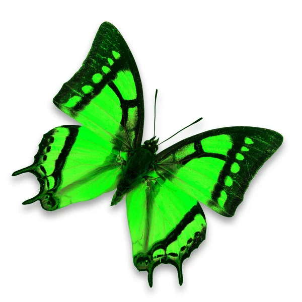 Green butterfly — Stock Photo, Image