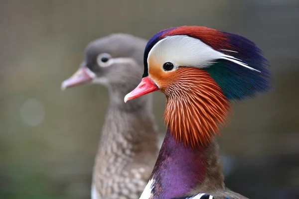 Mandarin Duck — Stock Photo, Image