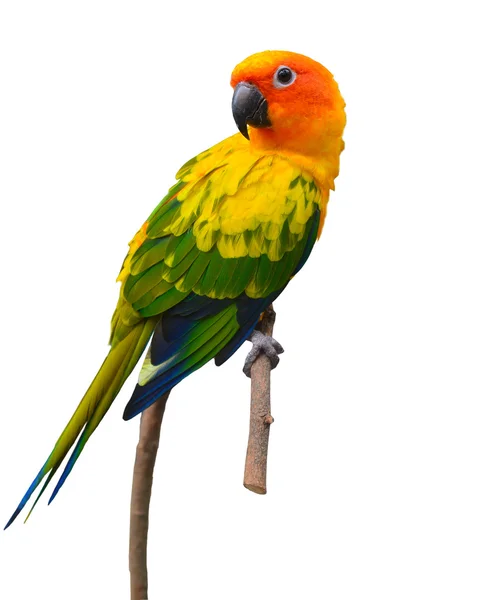 Sole conure uccello pappagallo — Foto Stock