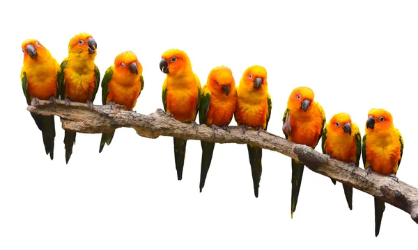 Sun Conure Parrot bird — Stock Photo, Image
