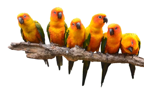 Sole conure uccello pappagallo — Foto Stock