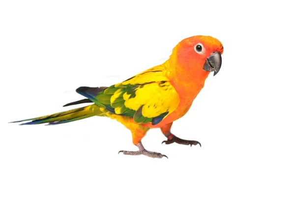 Sun conure πουλί — Φωτογραφία Αρχείου