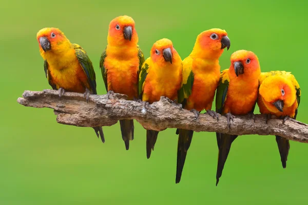 Güneş conure papağan kuş — Stok fotoğraf