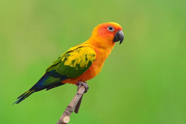 Zon papegaaiachtigen vogel — Stockfoto