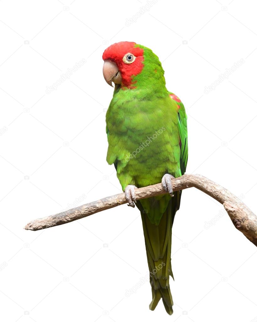 red and green conure parrot