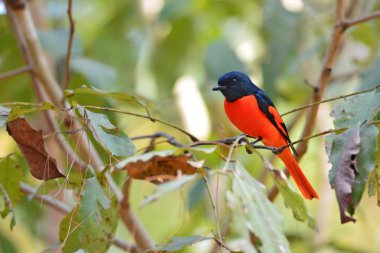 Scarlet Minivet kuş