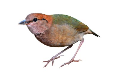 Rusty enseli pide kuş