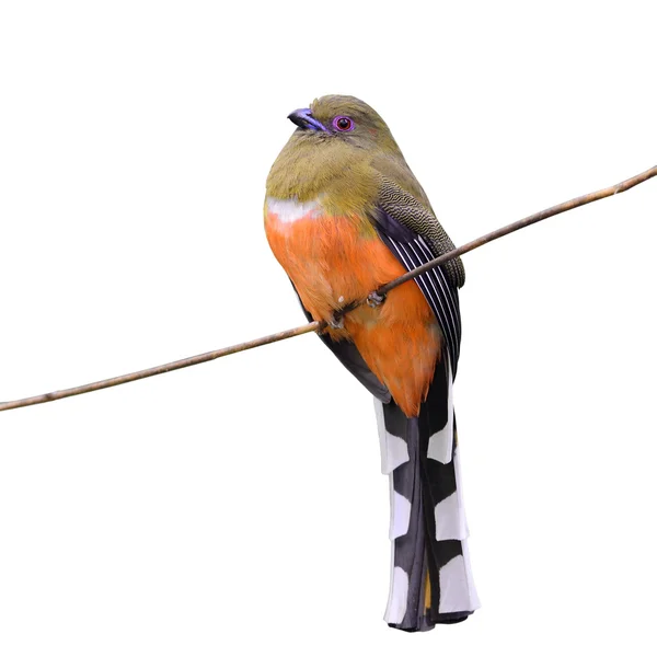 Rózsaszín madár madár Trogon — Stock Fotó