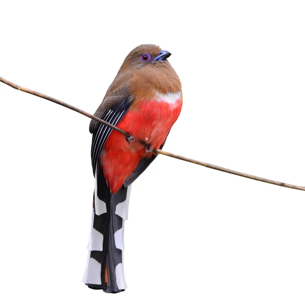 Vörösfejű Trogon madár — Stock Fotó