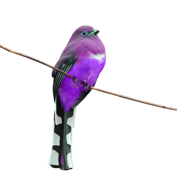 ピンク鳥キヌバネドリ目の鳥 — ストック写真
