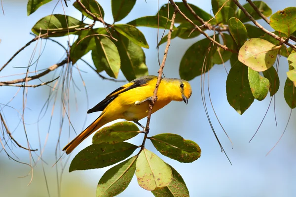 Escarlate Minivet pássaro — Fotografia de Stock