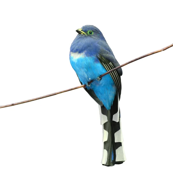 Rózsaszín madár madár Trogon — Stock Fotó