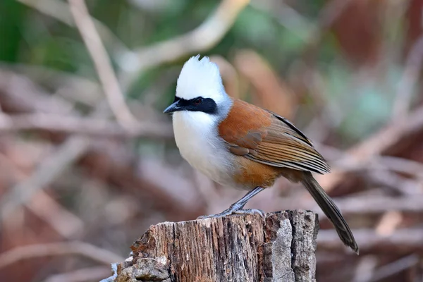 Weißhaubendrosselvogel — Stockfoto