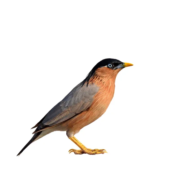 Brahminy starling vogel — Stockfoto