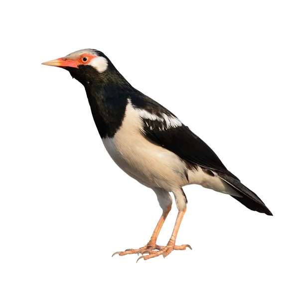 Asijské Pied Starling pták — Stock fotografie