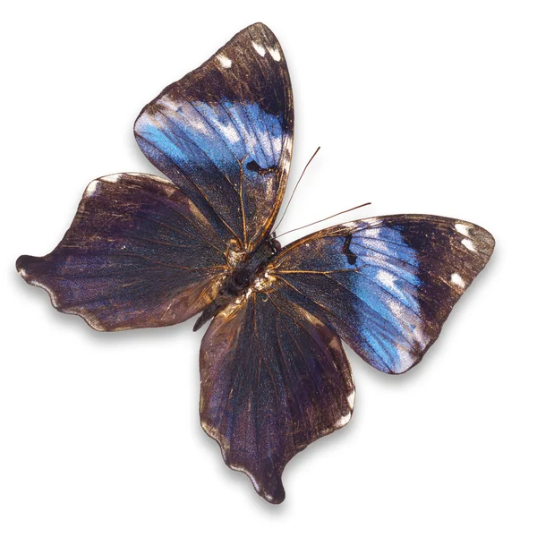 Papillon coloré — Photo