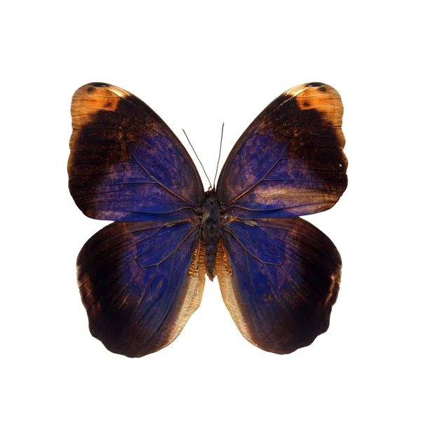 Πολύχρωμο πεταλούδα — Φωτογραφία Αρχείου