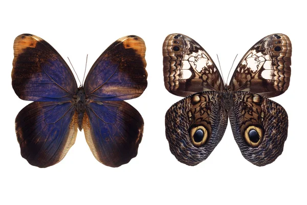 Caligo beltrao vlinder — Stockfoto