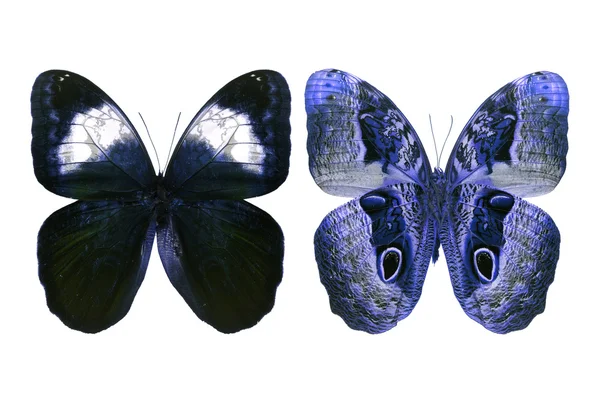 Blue butterfly — Stock Photo, Image