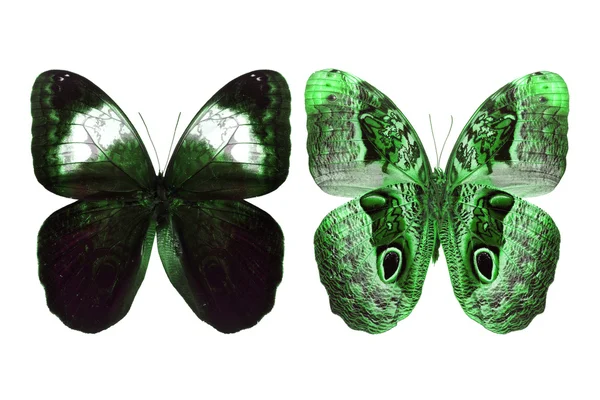 Fluture verde — Fotografie, imagine de stoc